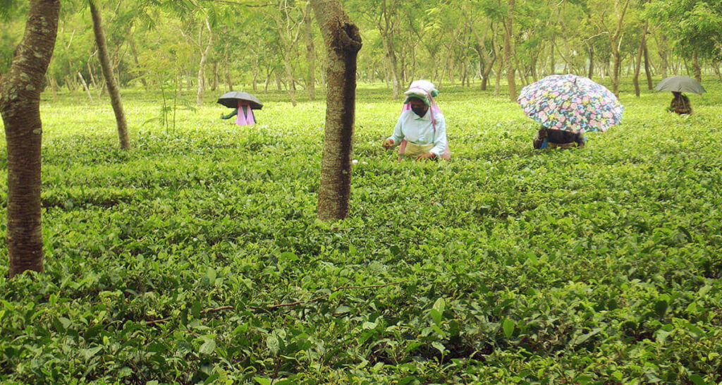 tea exporters, tea manufacturers - tea gardens