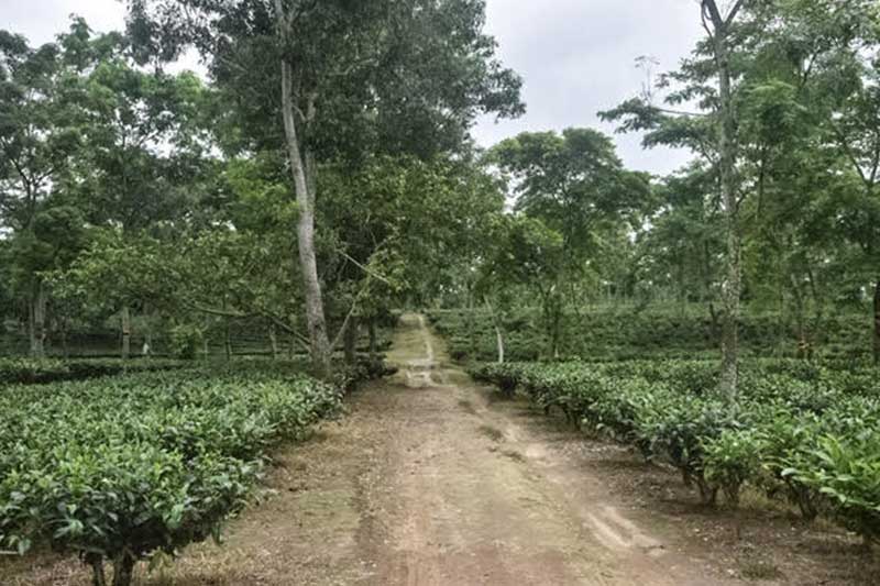 walk through in dagapur tea estate
