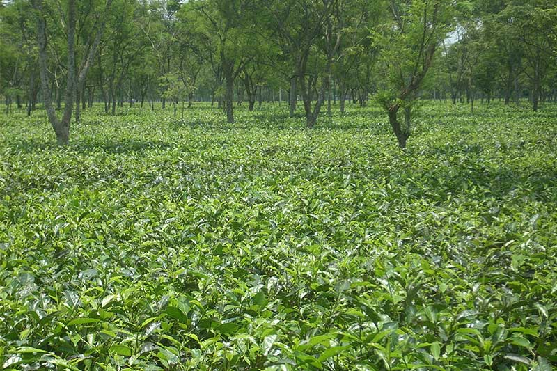 Dagapur Tea Garden In West Bengal