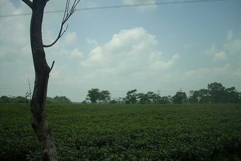 katalguri tea gardens in west bengal