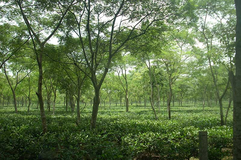 tea leaves of rajhora tea garden