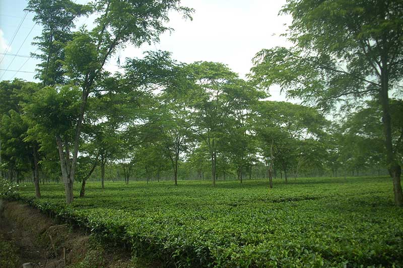 ramjhora tea gardens in west bengal