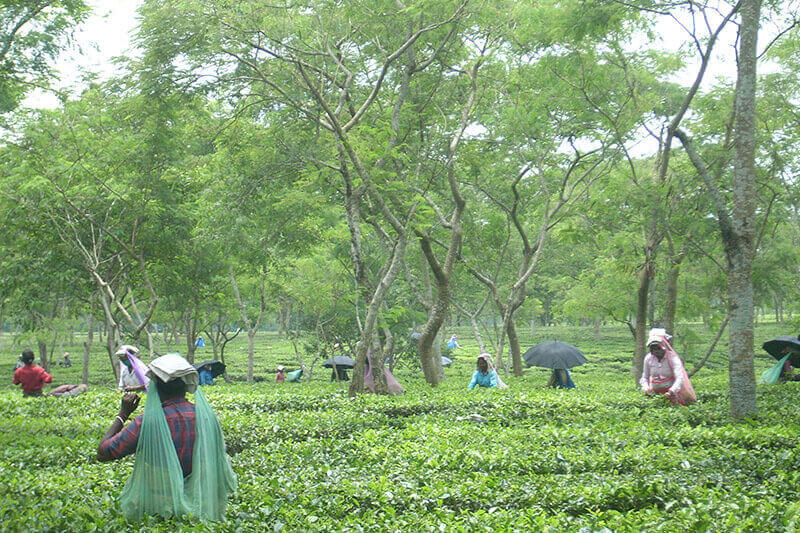 tea gardens - shikarpur - scenic view