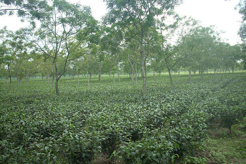 Kamdambini Tea Garden in West Bengal