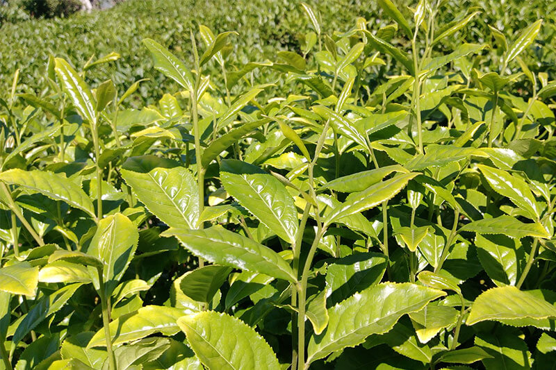 tea leaves of Shikarpur tea garden in west bengal
